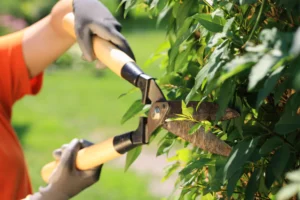 man cutting small tree leaves and branches
